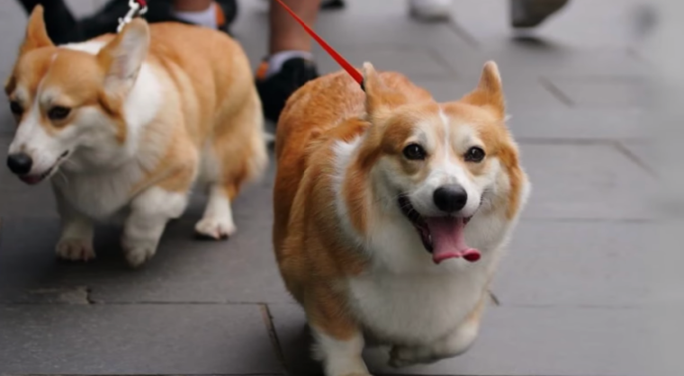 Sarah Ferguson Gives Fans An Insight On Living With Queen Elizabeth II’s Corgis -‘It’s A Big Honour’
